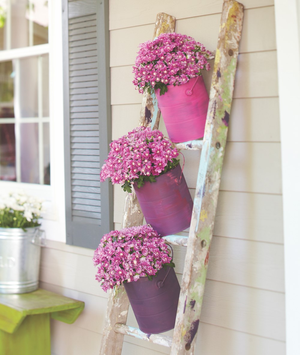 Pink mums in purple and pink bucket vases on a rustic ladder 