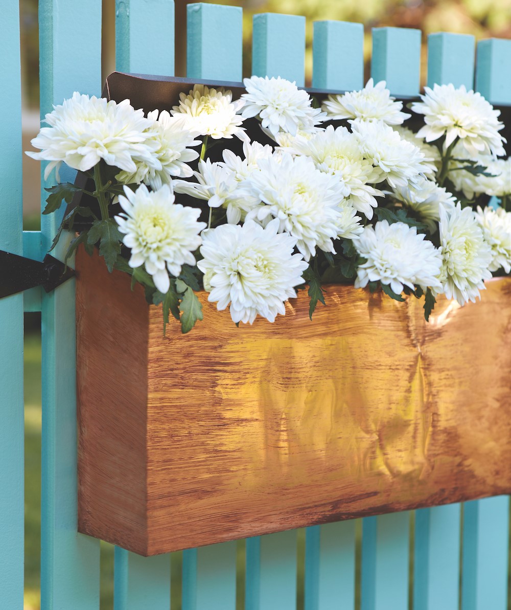White mums in wooden box in front of blue fence