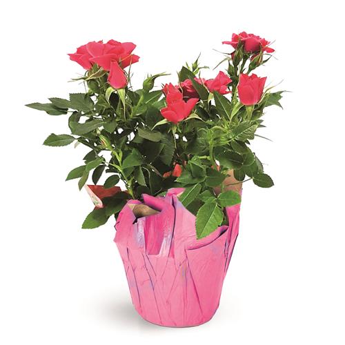 Hyvee Flowers Sioux Falls Sd | Best Flower Site