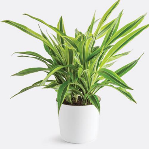 Florist's Choice Green Plant